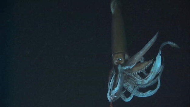 13.) Giant Squid