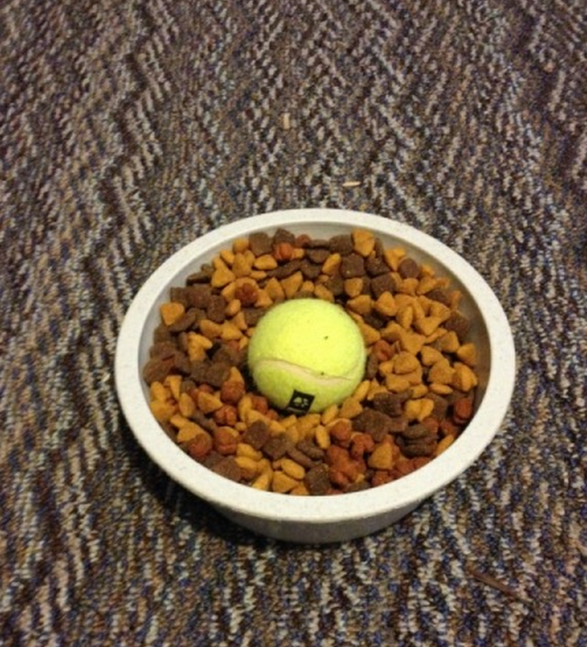 13.) If your dog eats too fast, put a tennis ball in the middle of their dish. It will be enough in the way to get your dog to slow down, but not so much that they won't be able to reach their food.