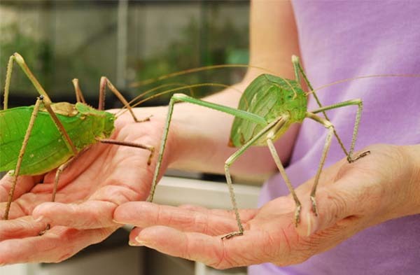 3.) Giant Katydids: Although these bugs can make you cringe in every way possible, the hamster-sized katydids aren’t harmful to humans. You can even keep them as pets (if you’re brave like that). They’re more active at night and create songs, like crickets do.