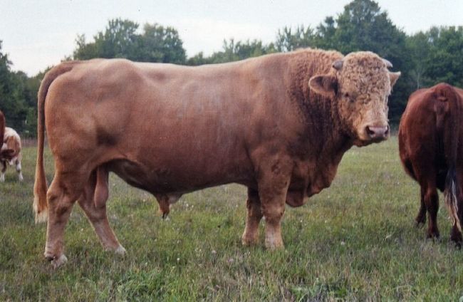 8.) Beefalos are a combination of buffalo and beef cows. Unfortunately, they look like terrifying cow-monsters.