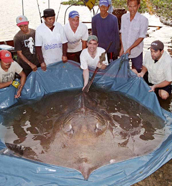 21.) 770lb stingray: This giant ray was found in Thailand, a rare sight. He was later released, but it's amazing rays can get THIS big.