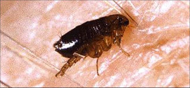 10. Fleas - Transmit serious diseases.