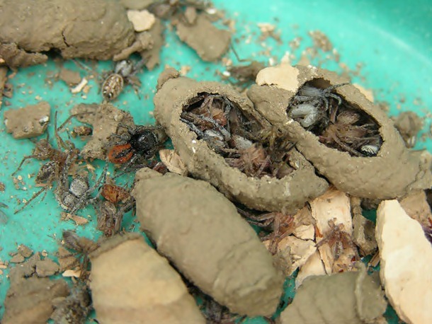 6.) Mud Dauber Prisons: These wasps create prisons where they capture spiders for consumption and imprison some of them in asylums built out of wasp barf and mud.