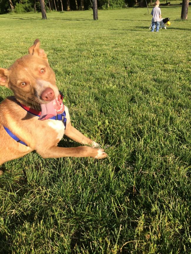 After: He was healthy and always excited about the dog park.