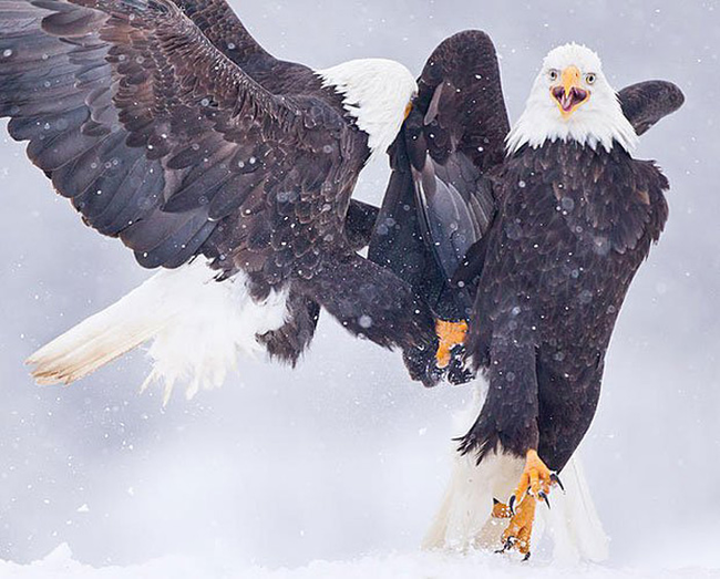 20.) These elegant eagles.