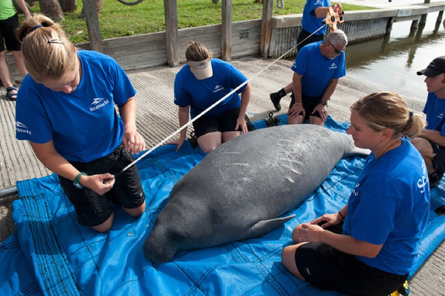 20.) SeaWorld's rescue team measures a manatee before returning it to the wild.