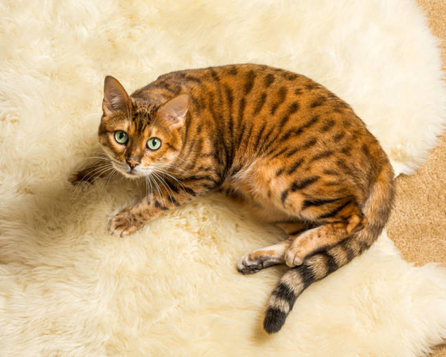 Bengal Cat