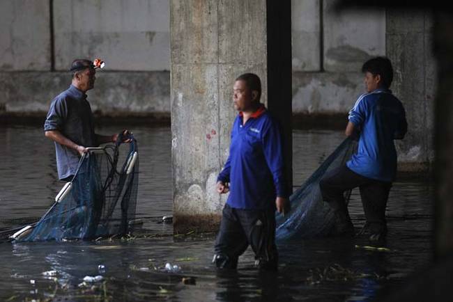 To fight the new mosquito population, locals began releasing different types of fish into the mall's waters.