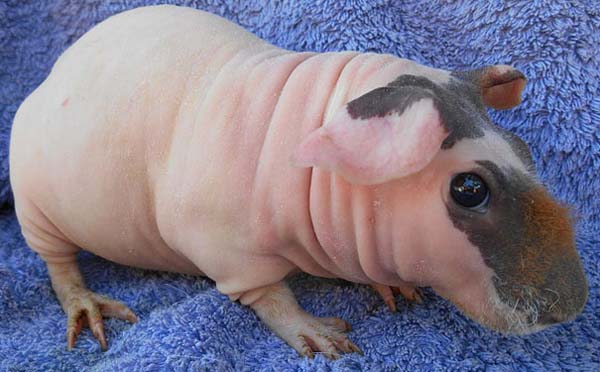 Hairless guinea pig breeds are known as "skinny pigs" and can be purchased from breeders. ADORABLE.