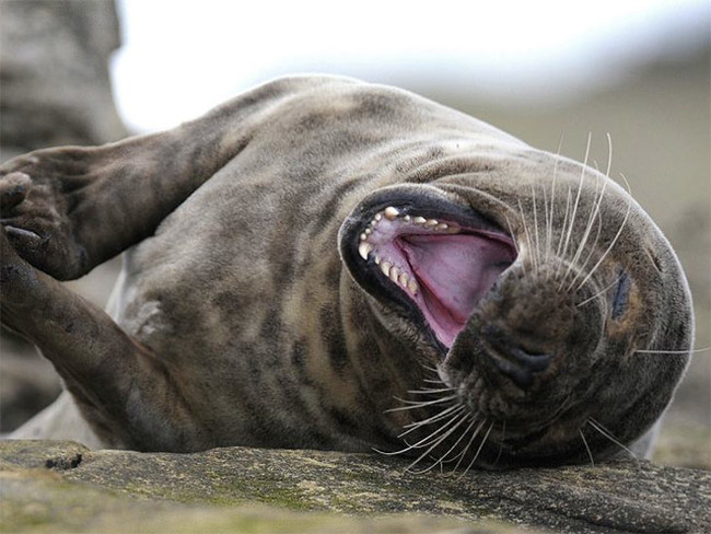 "AAAHHHHH HAHAHAHA! Classic Jim, tripping UP the stairs."