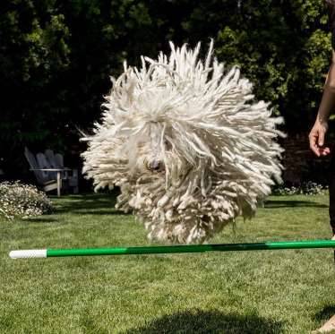 Mark Zuckerberg's Puli, Beast