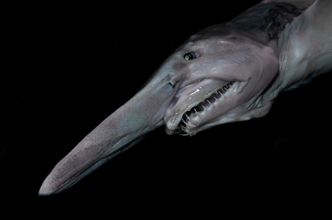 10.) Goblin Shark