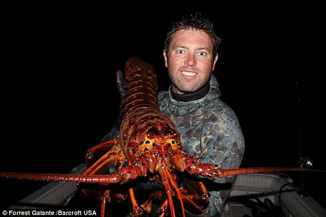 A huge lobster that this guy found on an island off the coast of California. Lobsters are normally 3 pounds, yet this one is 12 pounds. Tasty or terrifying?