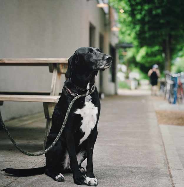 3.) Killan: This distinguished dog's owners noticed it acting strangely aggressive to the babysitter of their 7-month old son. Based on the odd behavior, they left a camera to record the sitter the next time she came to watch the infant and discovered she had been physically and verbally abusing the small child.