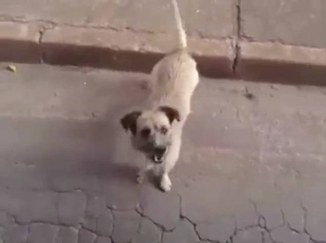 They let him into the back of the truck with his owner!