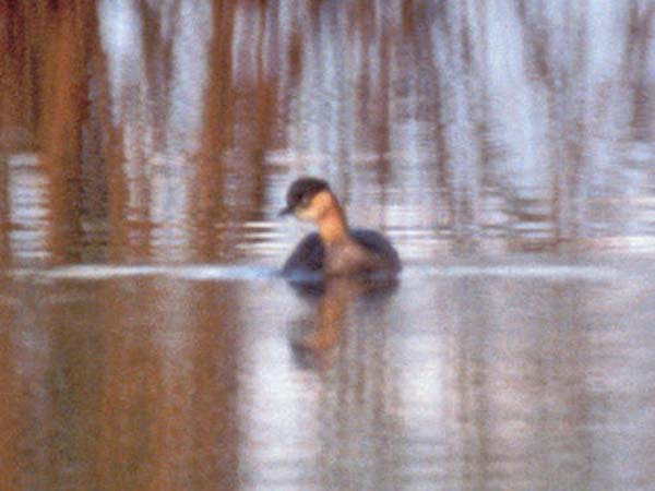 15.) Alaotra Grebe (2010)