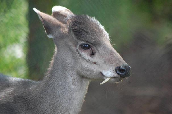 8.) Tufted Deer