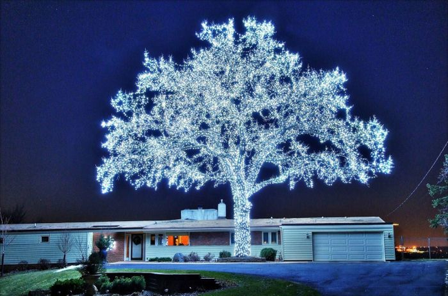 13.) A tree decorated with 40,000 LED lights.