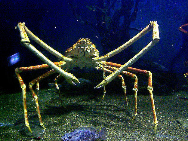 5.) Giant Spider Crab