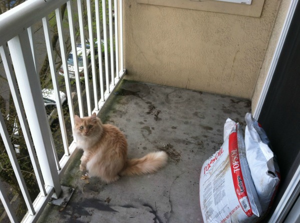 She always wanted a backyard, so her roommate surprised her with one. The cat was not impressed  ;)