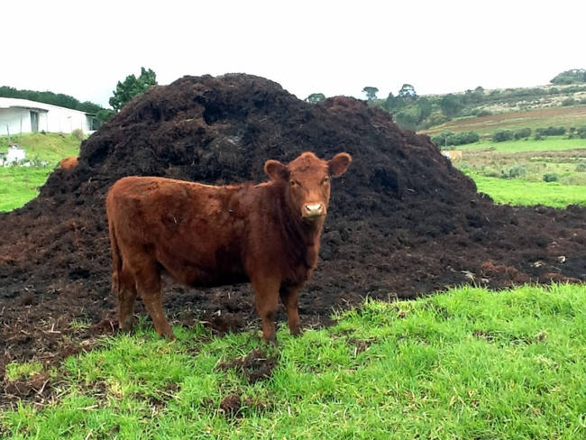 Now you might be thinking, "They can't use real poop, right?" Wrong. This website uses genuine animal poop. Because they care.