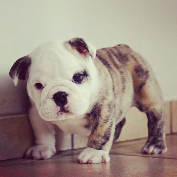 27.) Your wrinkles just make me love you more, little bulldog.