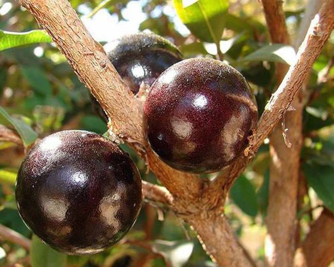 Jabuticaba trees grow in South America in the southern regions of Brazil, near the city of Sao Paulo.