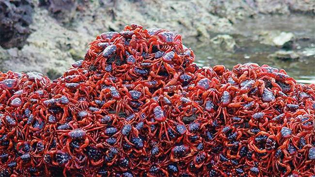 Every year, it's the monsoon rains that trigger the crabs' migration. However because of climate change, rainfall on Christmas Island has become more sporadic in recent years. It's possible that if the island's rainfall is disrupted even further by climate change, the crabs might not know when to make their traditional migration to the beach.