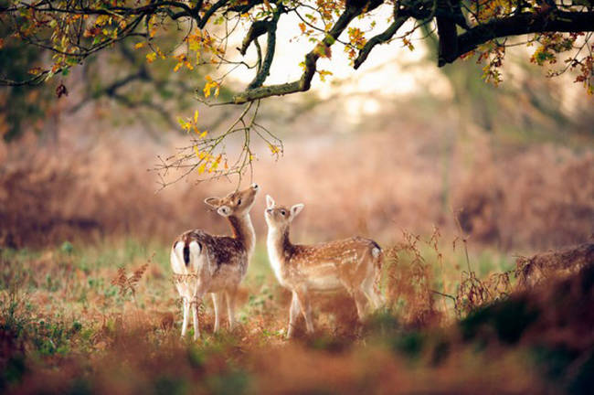 These deer are a-doe-able.