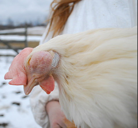 6. Butterscotch: Among a group of 200 hens rescued from a slaughterhouse, Butterscotch had a serious blinding eye infection that was diagnosed as a cancerous tumor.