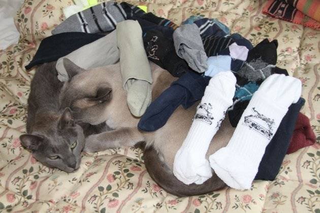 "I didn't know this is what you meant when you asked us to help with the laundry..."