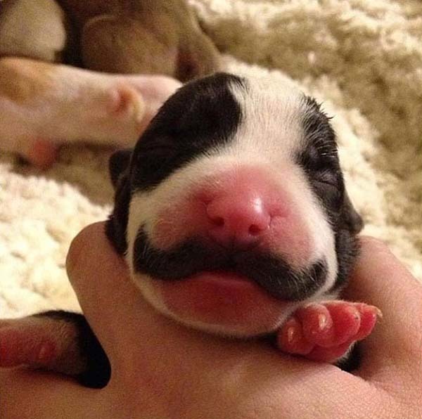 I mustache you a question about this puppy...