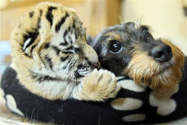 16.) More proof that cats and dogs can become best of friends - this little terrier snuggles up with a tiger cub.