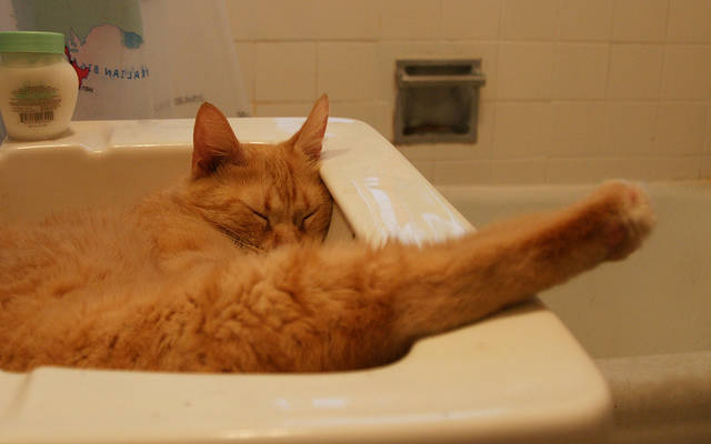 So much for washing my hands, as this is clearly a perfect place for cat naps.