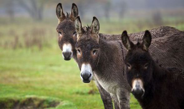 Donkey - Donkey meat is served in Italy and is considered quite the treat due to its delicious taste.