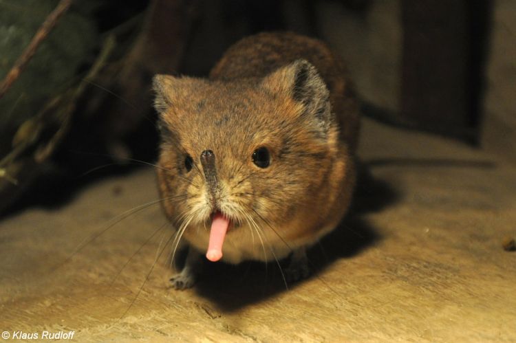 This is the third new elephant shrew species discovered in Africa during the last decade.