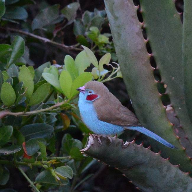 Red Cheeked Cordon Bleu