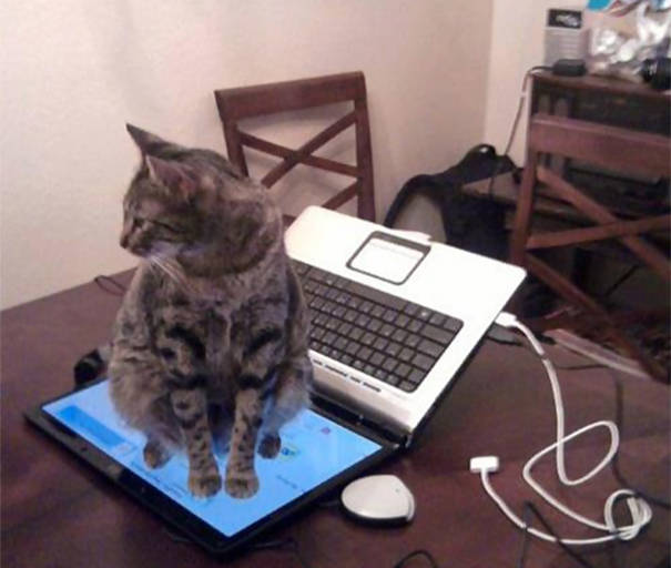 "Well, I know the keyboard is off limits..."