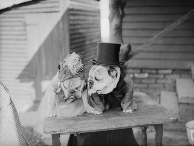 Unhappy pup couples were just as adorable in 1935 as they are now. Maybe even more so, given that top hat.