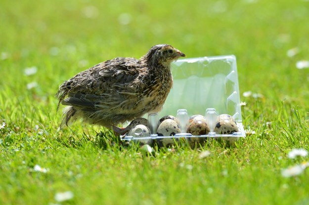 Mandy bought 4 more quails to give this one company.  She also has 9 chickens.