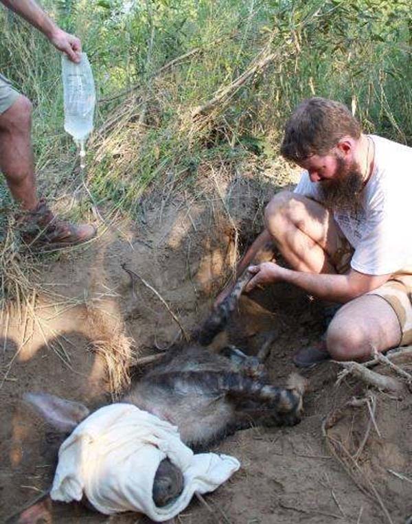 They tended to her immediately. Even though she was trapped and in pain, this mother tried to dig a den to protect her cubs.