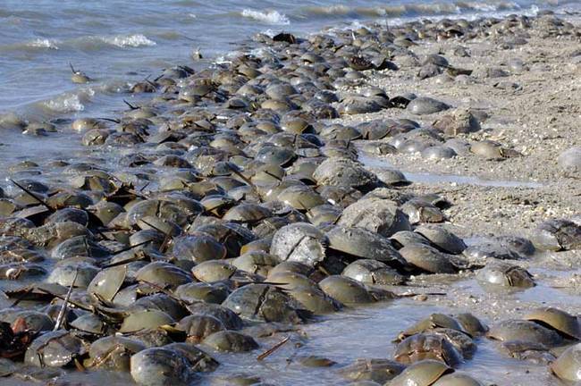 1.) Horseshoe Crabs.