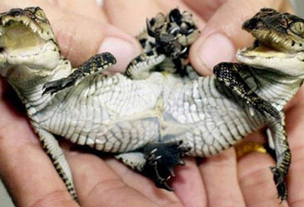 Conjoined Crocodiles