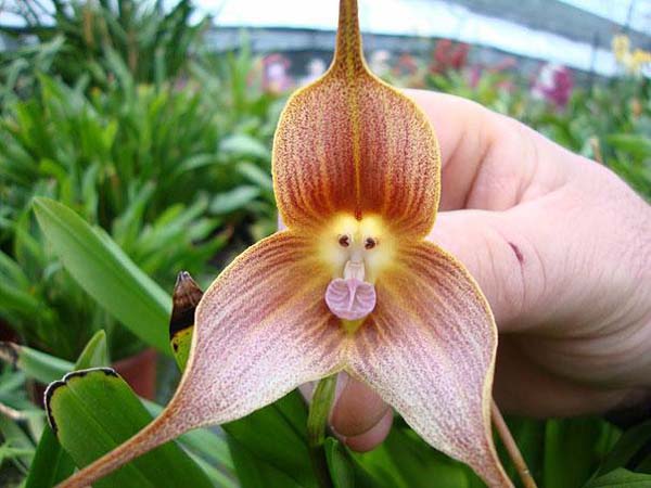 1.) Monkey Face Orchid (Dracula Simia)