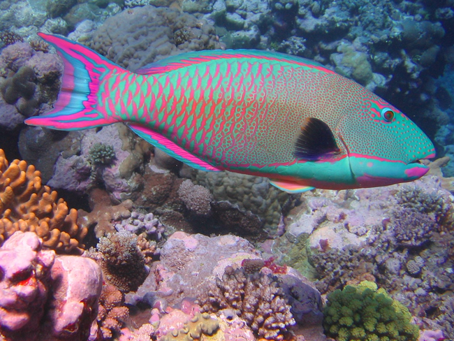 4.) Parrotfish