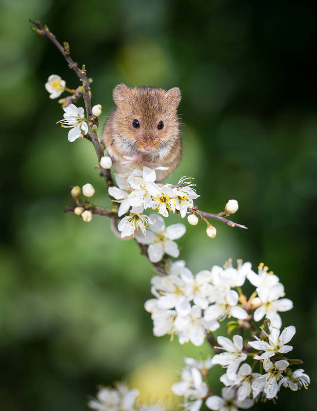 There's something perfect about teeny mice and teeny flowers.