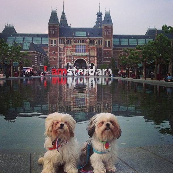 <a href="https://instagram.com/shihtzu_brothers/" target="_blank">Shih Tzu brothers Mayorca and Bizcocho</a>