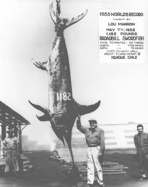 Lou Marron caught the largest swordfish at 1,182lb. in 1953.  Back then they used to string big fish up like they were dethroned dictators.