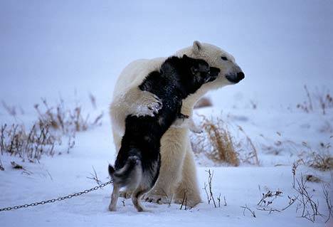 9.) A big bear hug is all these this polar bear and husky needed to become instant best friends in northern Canada.