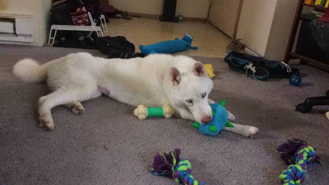 After: Kita's got all the toys and free space she could ever want!